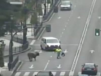 Loose bull charges down main city road in Oviedo
