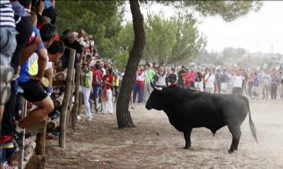 Permit denied for Toro de la Vega bull-killing 'festival'