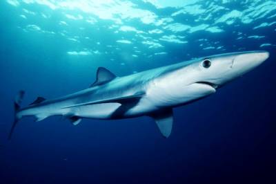 ‘Trapped’ shark on Mazarrón beach released out to sea