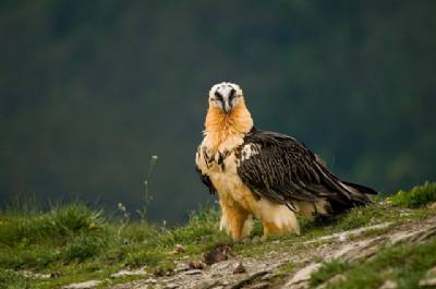 Aragón and Salamanca at Rutland Birdfair in Leicestershire