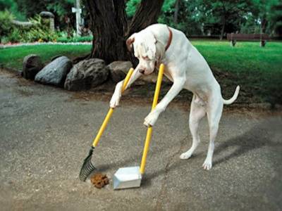Valencia town sets up dog DNA register to crack down on owners who fail to clear up excrement