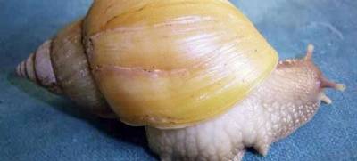 Meningitis-causing giant African snails found in Toledo and Andalucía