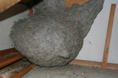Metre-high 20-kilo wasp's nest removed from Galicia home