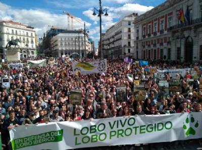 Demonstrators call for protection for Iberian wolf population, at risk of extinction through hunting