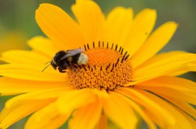 Early spring hayfever hell in central and southern Spain, but few problems on the Mediterranean 