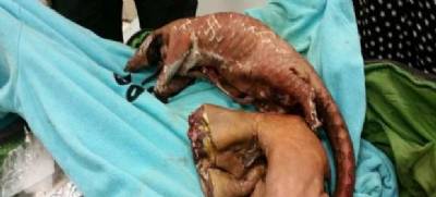 Bushmeat imports alert Spanish border police