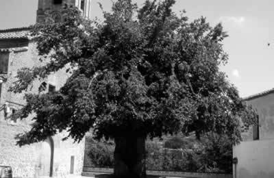 Spain’s giant trees