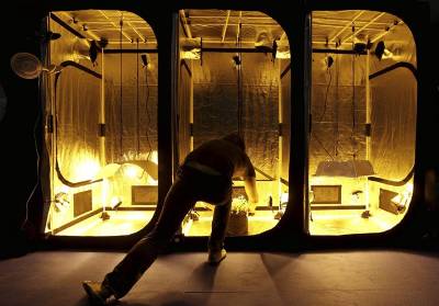 No scientific evidence for therapeutic cannabis says OMC