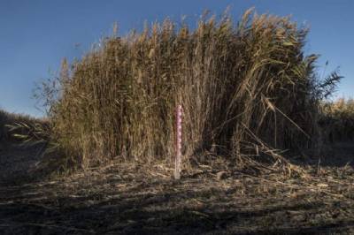 Greenpeace blames 'poor water management' for drought, not just lack of rain