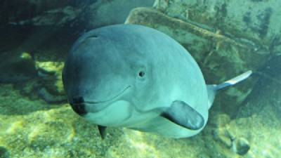 'Extinct' porpoise seen seven times off Costa del Sol