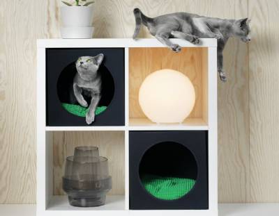 Heatwave survival guide for you, your pets, your car...and your pocket