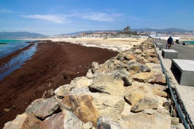 Bioinvasion - The Southern Coast of Spain is under attack from a foreign species of algae