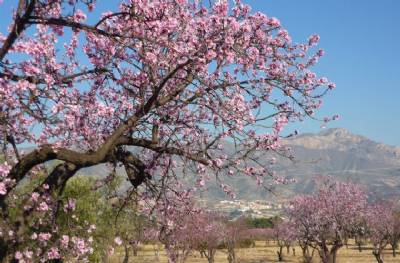 Springlike temperatures in February after January hurricane