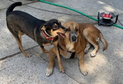 Madrid to register pets as 'dependants' with social services to keep them with their owners