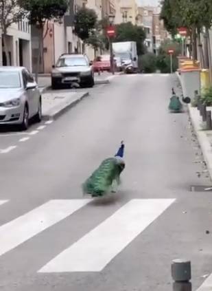 Animals reclaim the streets as humans stay indoors