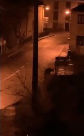 Animals reclaim the streets as humans stay indoors