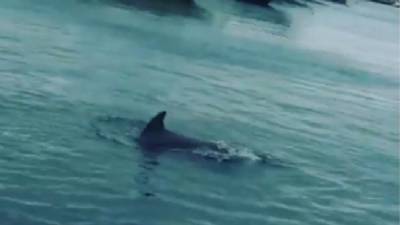 Animals reclaim the streets as humans stay indoors