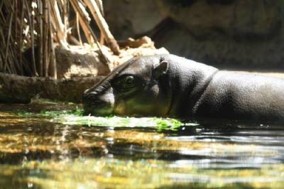 Loro Parque's animals celebrate start of summer