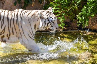 Loro Parque's animals celebrate start of summer