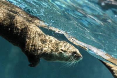 Loro Parque's animals celebrate start of summer