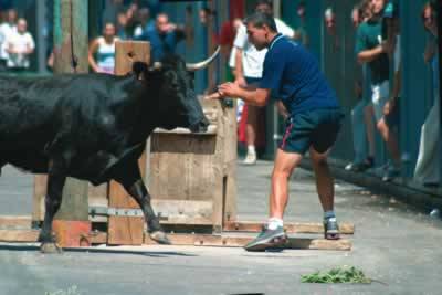 Fiesta bulls kill three men