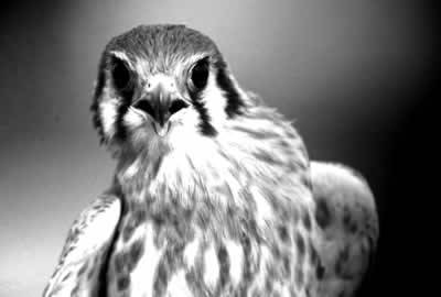 Birds of prey on the Montgó