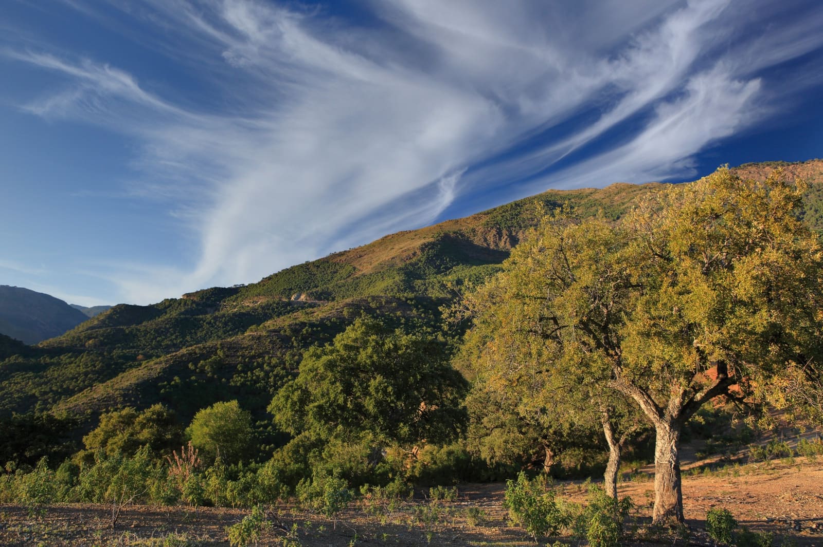 Byggegrund til salg i La Zagaleta - € 5.500.000 (Ref: 4949870)