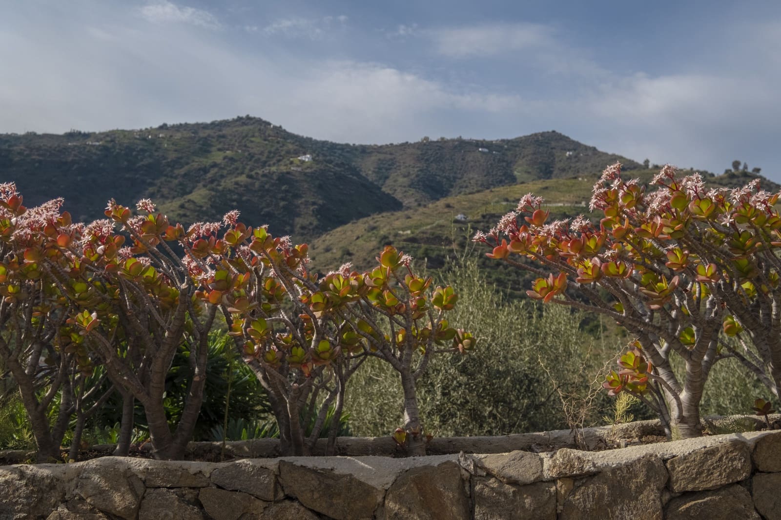 6 soveværelse Villa til salg i Sayalonga med swimmingpool - € 780.000 (Ref: 9349315)