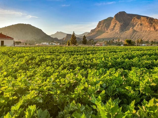 Restaurant/Bar for sale in Almoradí - € 190,000 (Ref: 7751808)