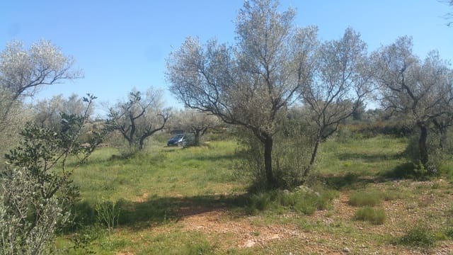 Terreno Non Edificato in vendita in Canet lo Roig - 35.000 € (Rif: 3692468)