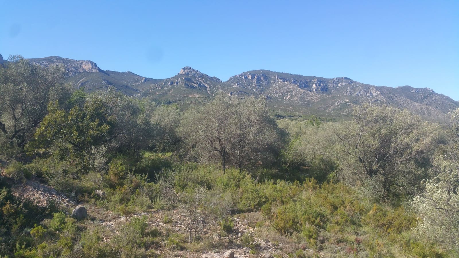Ubebygd land til salgs i Canet lo Roig - € 35 000 (Ref: 3692468)