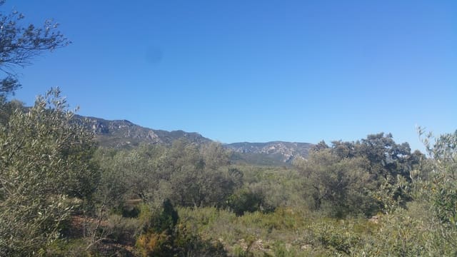 Undeveloped Land for sale in Canet lo Roig - € 33,000 (Ref: 3692468)