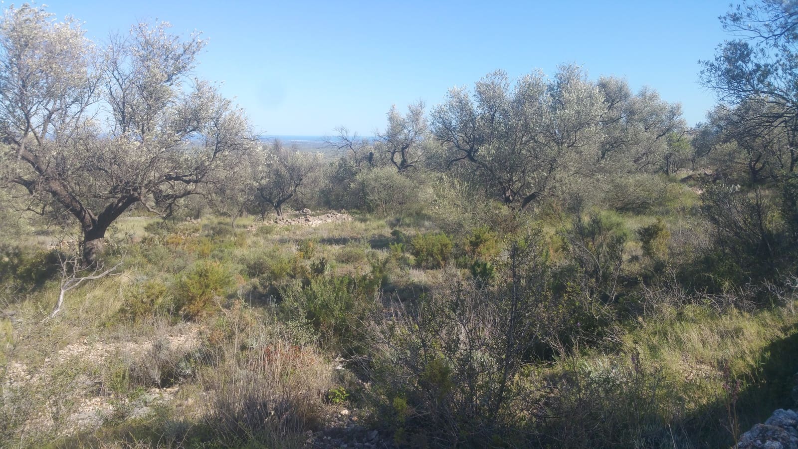 Terre non Aménagée à vendre à Canet lo Roig - 33 000 € (Ref: 3692468)