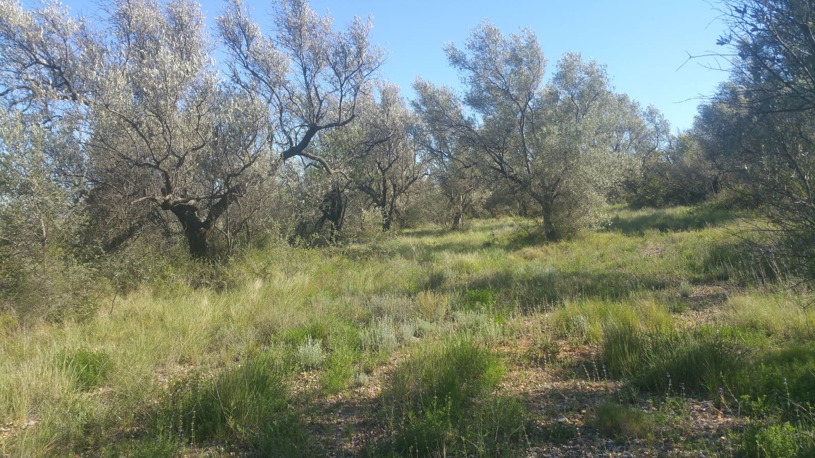 Terre non Aménagée à vendre à Canet lo Roig - 33 000 € (Ref: 3692468)