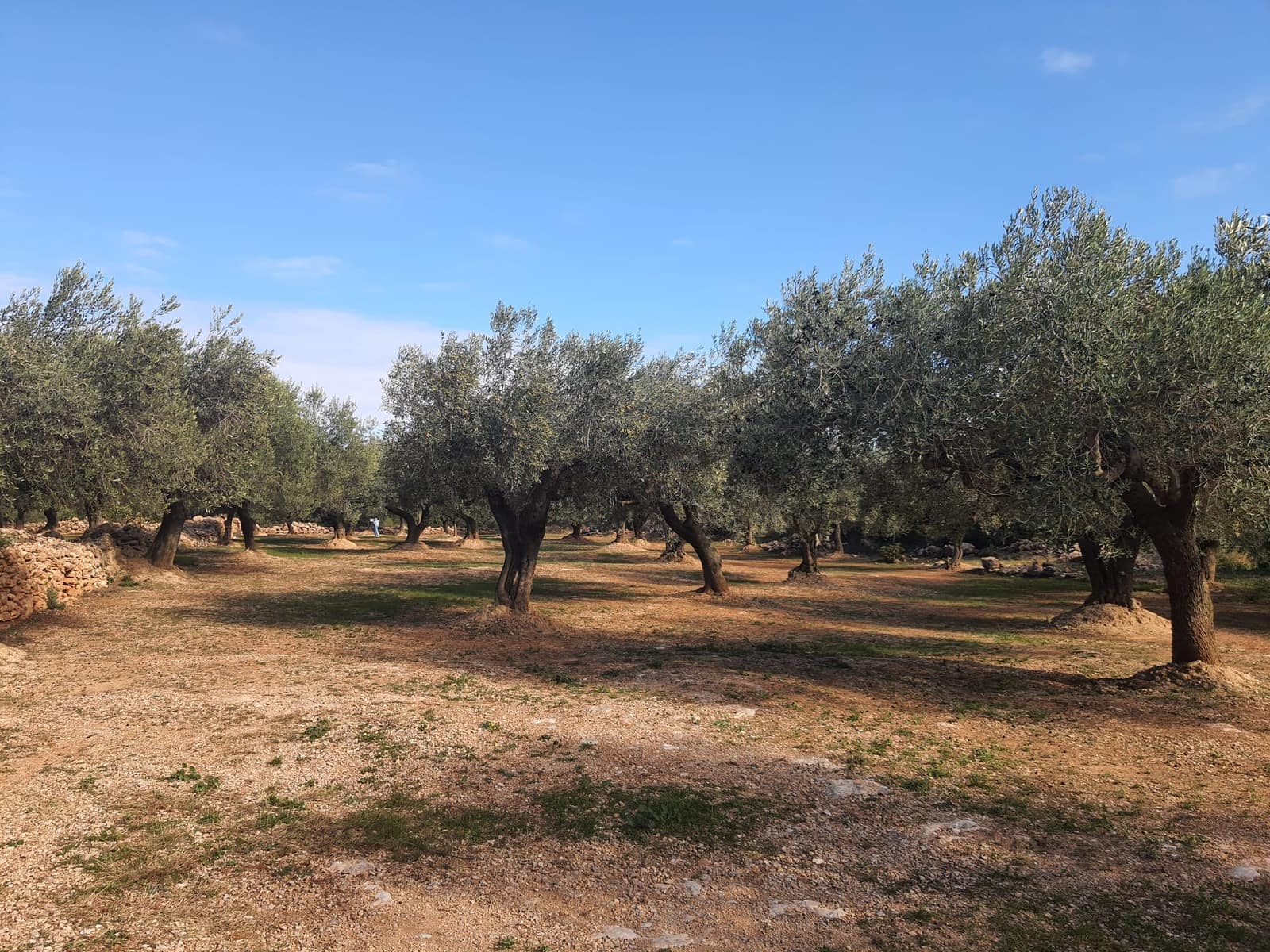 1 soverom Finca/Herregård til salgs i San Rafael del Rio / Sant Rafael del Riu - € 28 000 (Ref: 6459110)