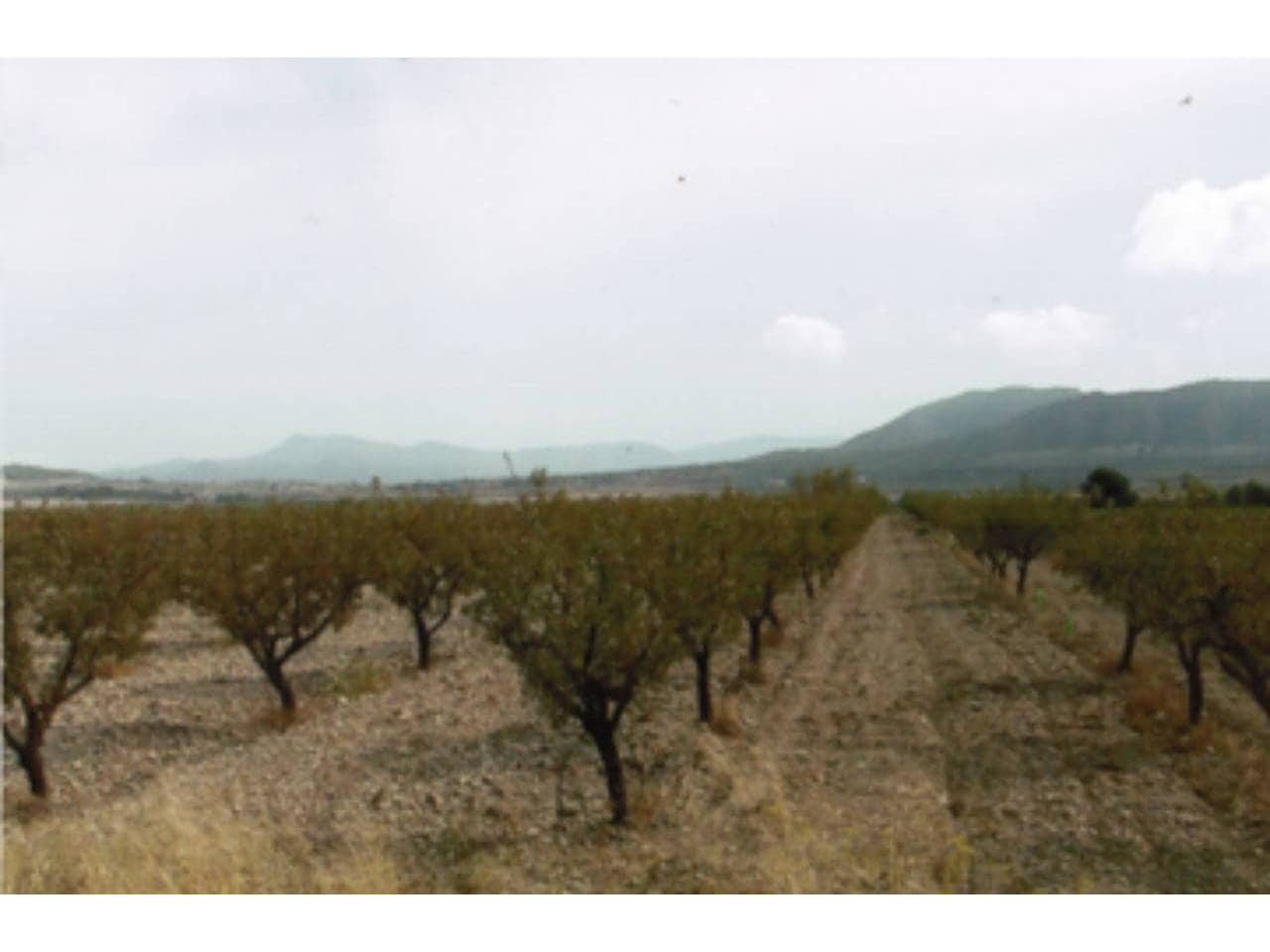 Grunde uden byggetilladelser til salg i Salinas - € 160.000 (Ref: 3691701)