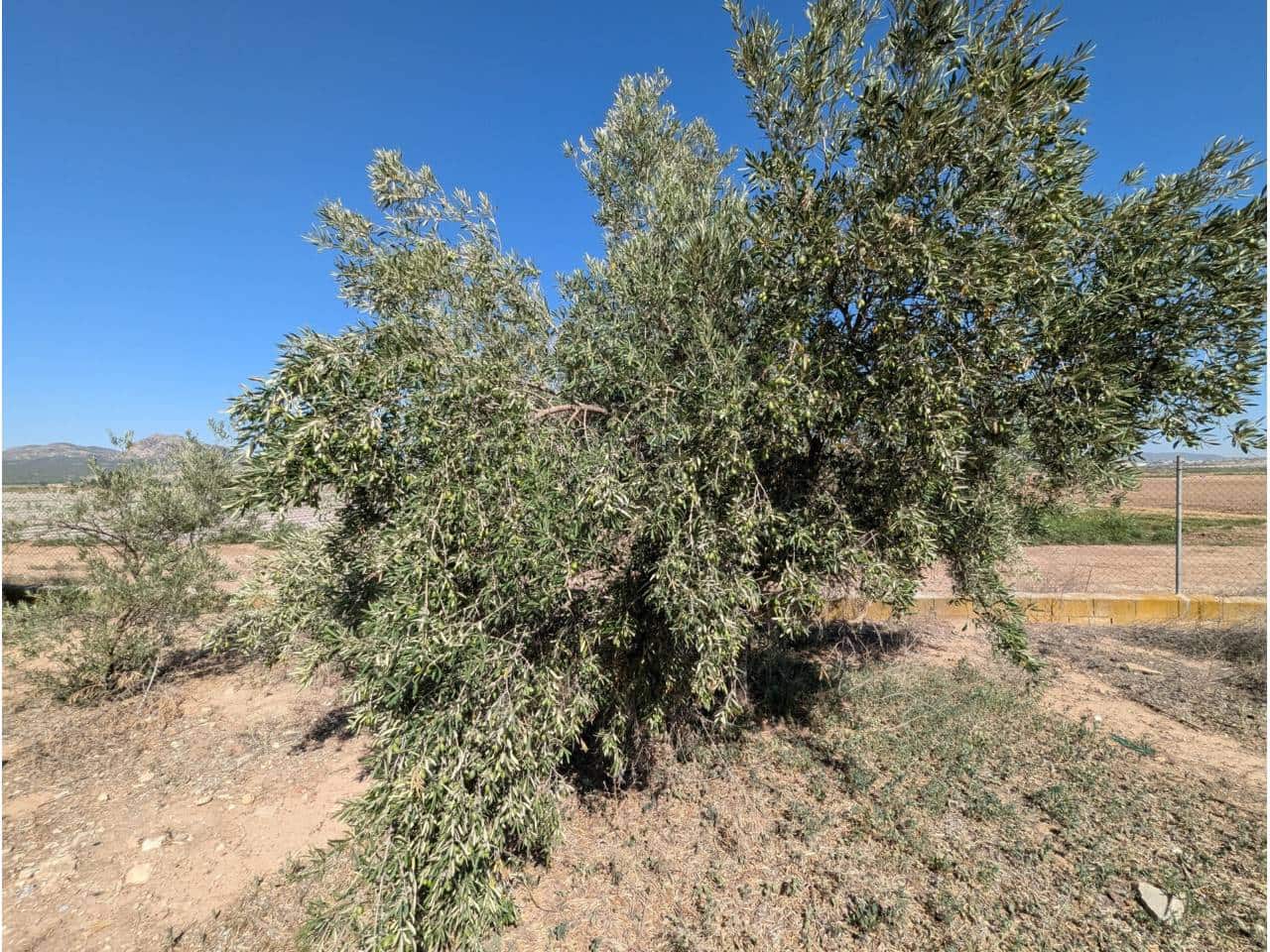 4 slaapkamer Finca/Landhuis te koop in Caudete met zwembad - € 83.000 (Ref: 8467577)