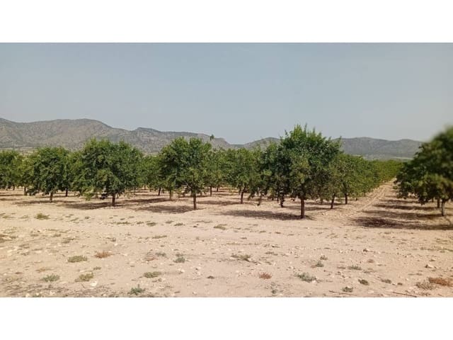 Undeveloped Land for sale in Salinas - € 118,000 (Ref: 9084833)