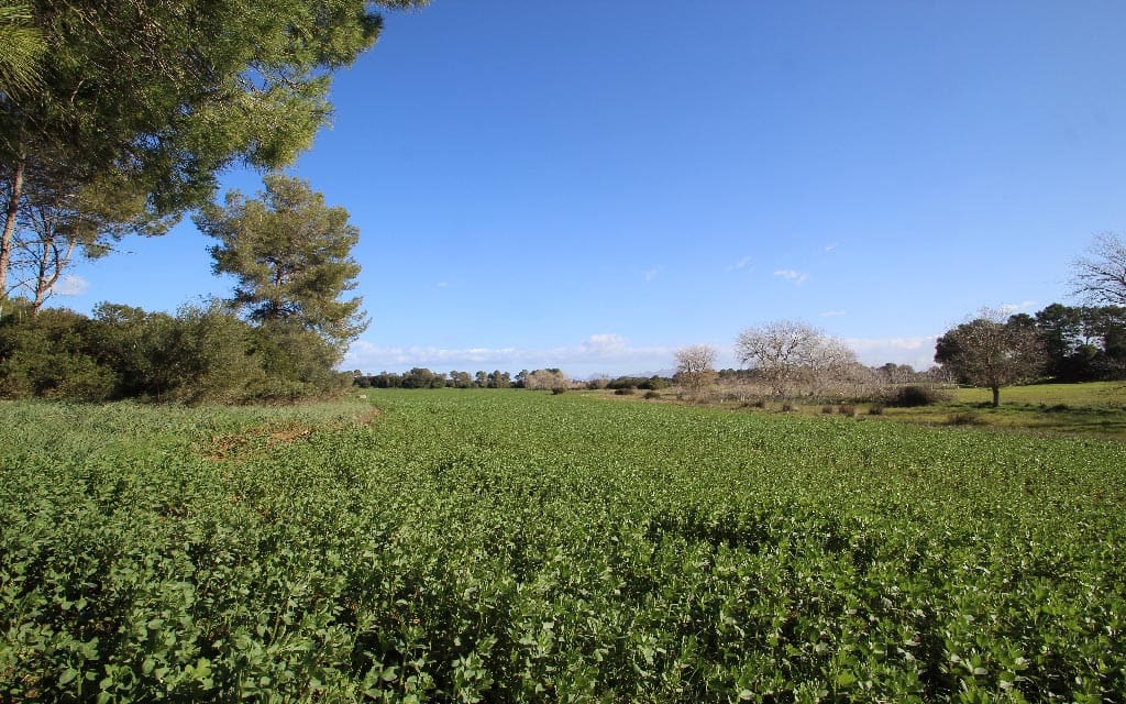 Grunde uden byggetilladelser til salg i Maria de la Salud / Maria de la Salut - € 850.000 (Ref: 4568821)