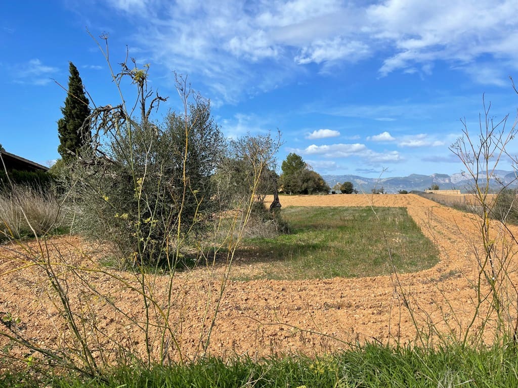 Mark till salu i Santa Eugenia - 240 000 € (Ref: 6429143)