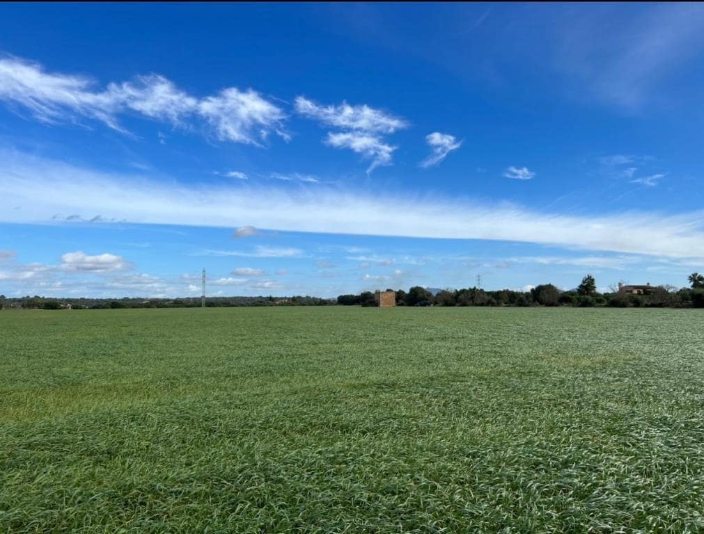 Ubebygd land til salgs i Campos - € 575 000 (Ref: 8267641)