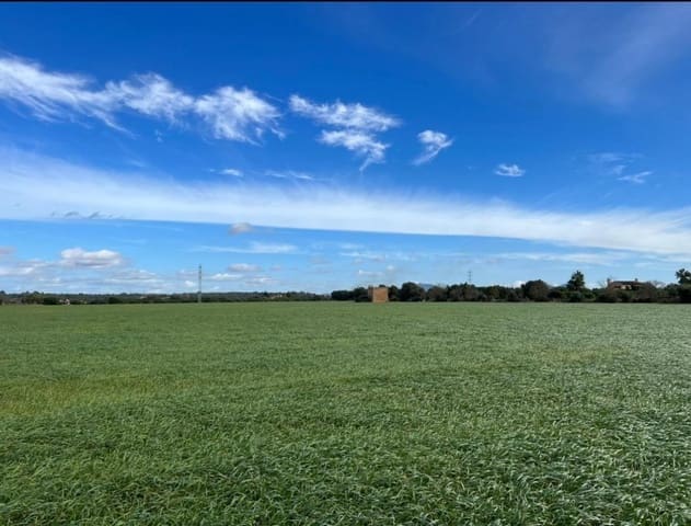 Undeveloped Land for sale in Campos - € 575,000 (Ref: 8267641)