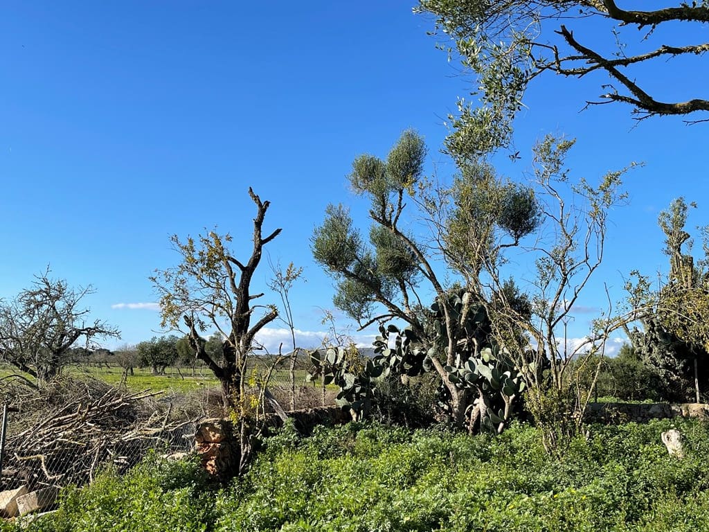 1 chambre Villa/Maison à vendre à Campos avec piscine - 598 000 € (Ref: 9033435)