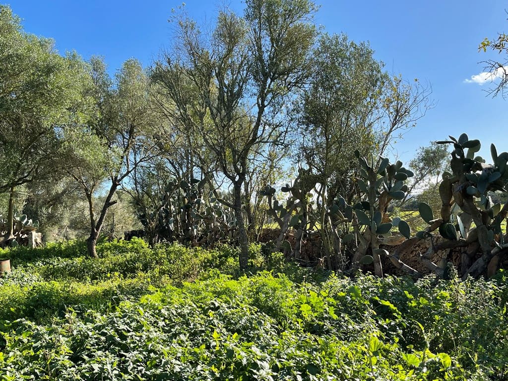 1 sypialnia Willa na sprzedaż w Campos - 498 000 € (Ref: 9033435)