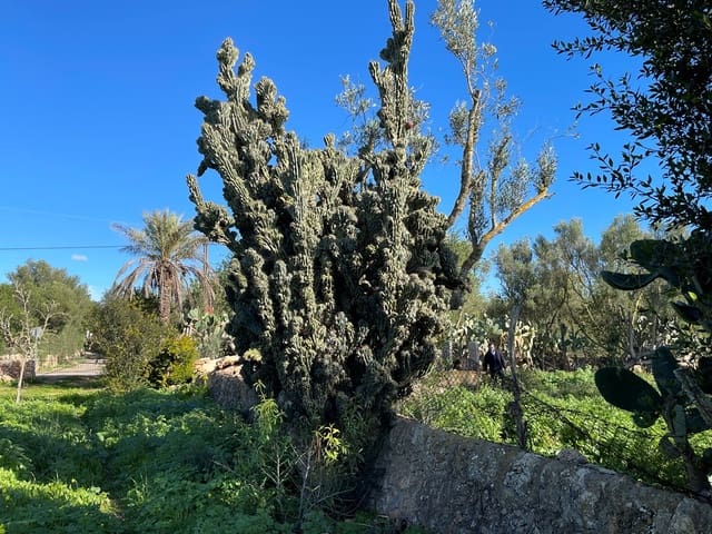 1 soveværelse Villa til salg i Campos - € 498.000 (Ref: 9033435)