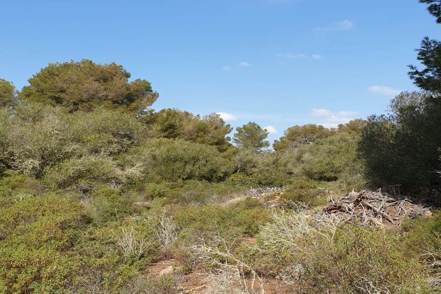 Tontti myytävänä paikassa Llucmajor - 980 000 € (Ref: 6326641)