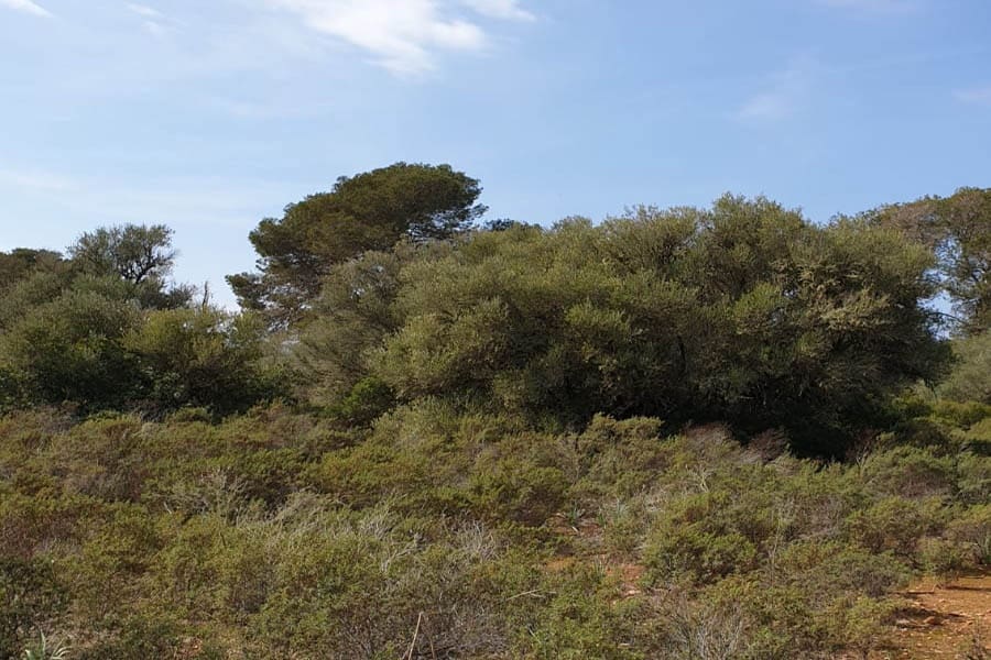 Tontti myytävänä paikassa Llucmajor - 980 000 € (Ref: 6326641)