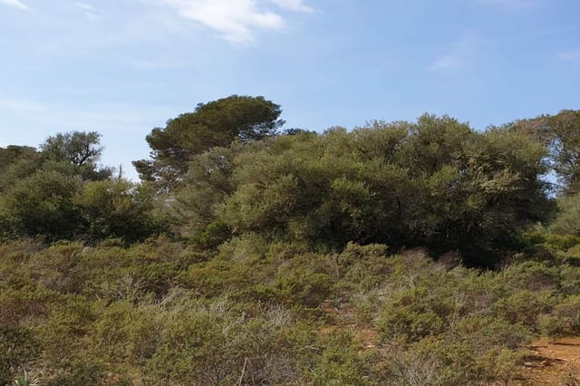 Tontti myytävänä paikassa Llucmajor - 980 000 € (Ref: 6326641)