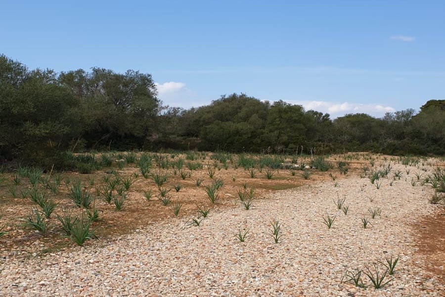 Tontti myytävänä paikassa Llucmajor - 980 000 € (Ref: 6326641)