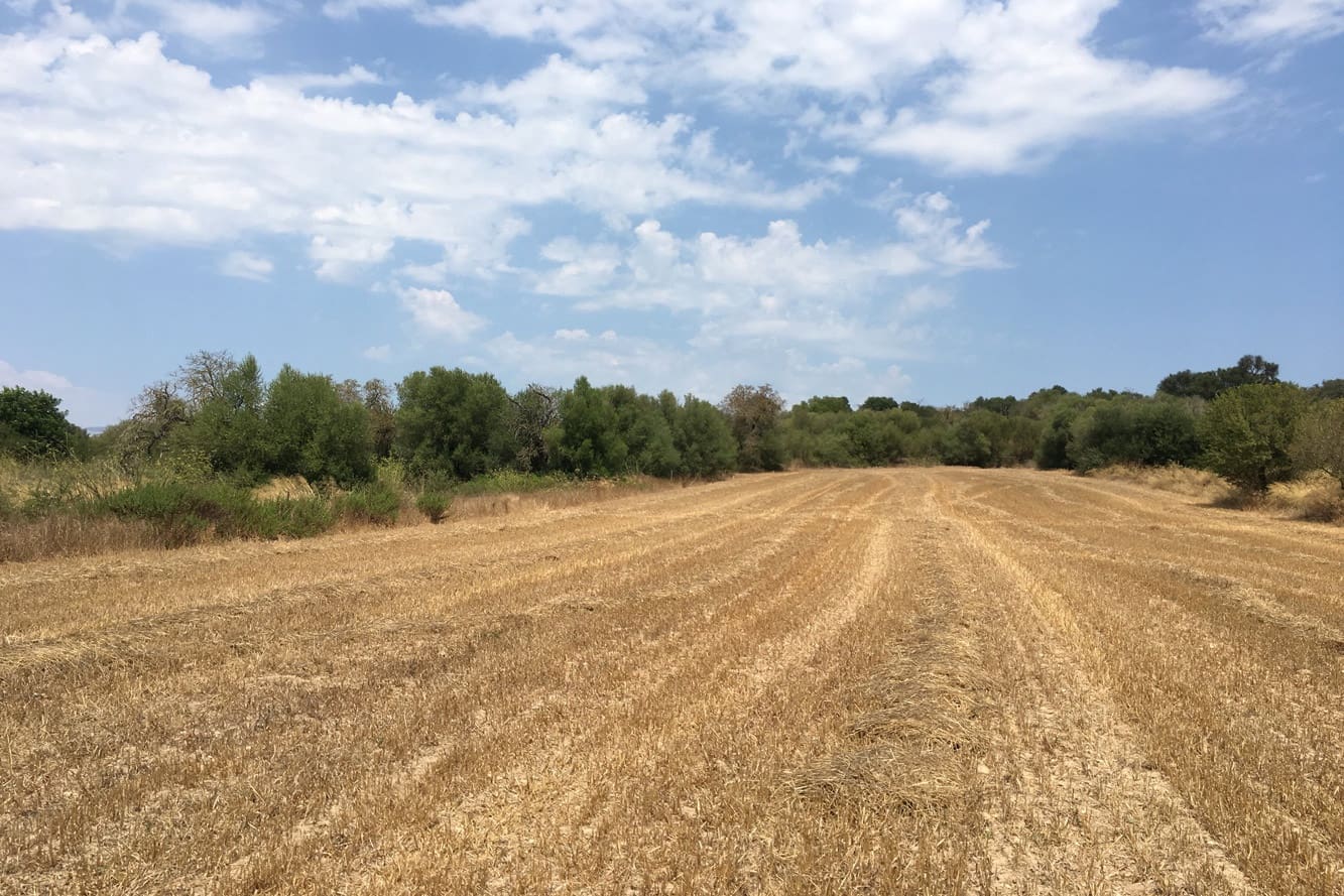 Ubebygd land til salgs i Muro - € 335 000 (Ref: 7450808)